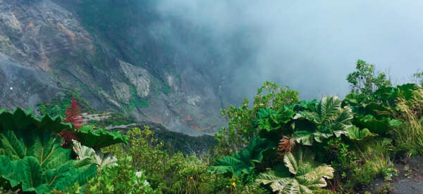 Cloud Forest